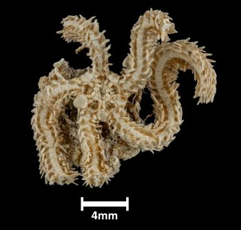 Media type: image;   Invertebrate Zoology OPH-1511 Description: Underside view of single ophiuroid specimen with a scale bar.;  Aspect: ventral